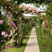 The Walk Trough Roses