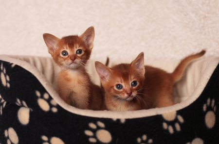 two in a bed - basket, bed, kittens, cute, cats