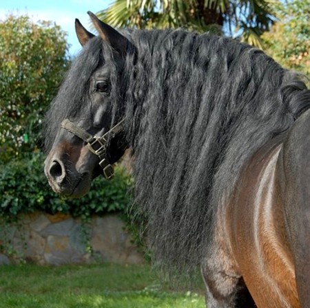 Splendorous Main - spanish, horses, iberian, bay, andalusian