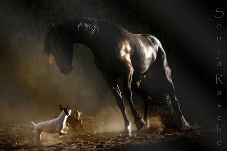 Time For Fun - black, spanish, horses, dog, bay, andalusian