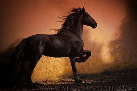 Early Riser - holland, black, horses, dutch, friesian