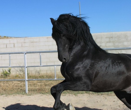 Black Pearl 1 - horses, andalusian, black, spanish