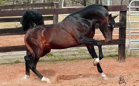 Bay Arabian - oriental, arabian, horses, bay