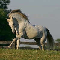 Grey Andalusian