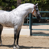 Grey Andalusian