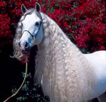 Spunky Andalusian - white, horses, spanish, grey, andalusian