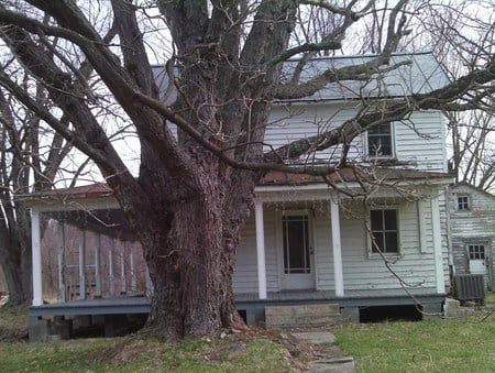 Abandoned house - tree, abandoned, house, christmas lights