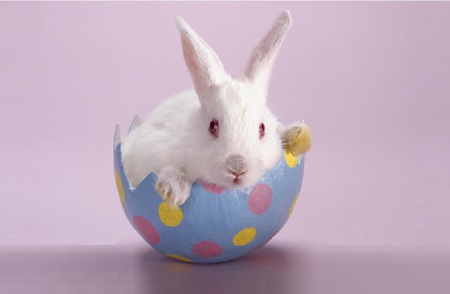 Easter Bunny - easter, rabbit, egg, bunny