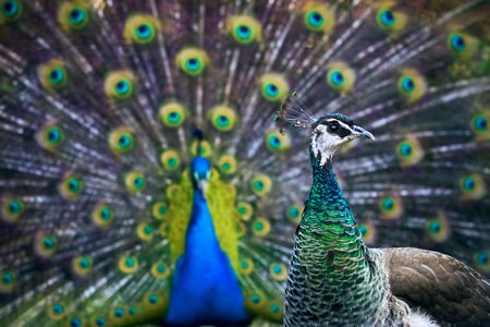 this is for you Cica - beauty, peacock, couple, plumage