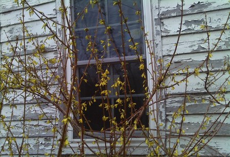 Spring still comes - window, forsythia, spring, shed