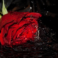 Red rose