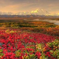 Alaskan-Tundra-in-Autumn-Denali-National-Park