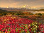 Alaskan-Tundra-in-Autumn-Denali-National-Park