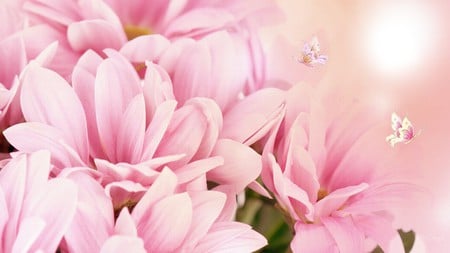 Beautiful and Pink - soft, summer, daisy, spring, gerbera, pink, gerbara, firefox persona, butterflies, flower