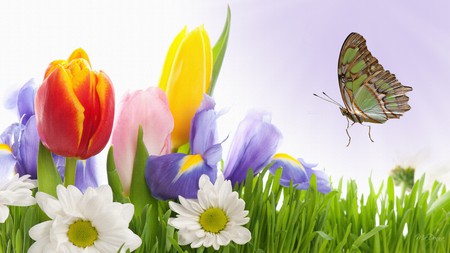 Making the Sun Shine - tulips, easter, summer, daisy, iris, spring, butterfly, daisies, firefox persona, grass, lavender