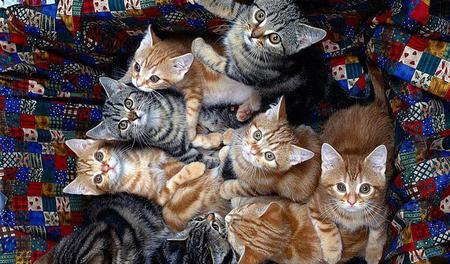 Whats-Up-kitties - look, cute, eyes, cats, colors, animals, kitties