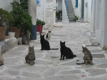 cats - street, pets, funny, cats, meeting, animals