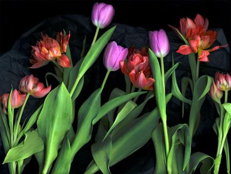 tulip-array - nature, beautiful, tulips, flowers, colors, flower