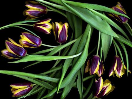 tulips - beauty, nature, purple, yellow, tulips, colors, flowers, flower