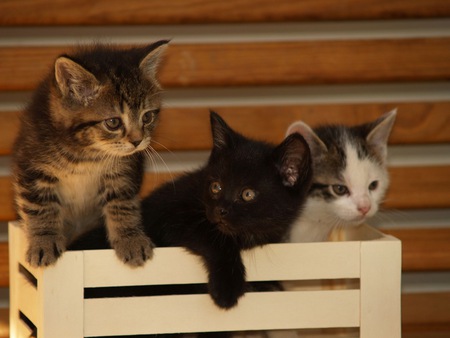 3 little kittens have lost their mittens - cute, kitties, friendly, adorabe