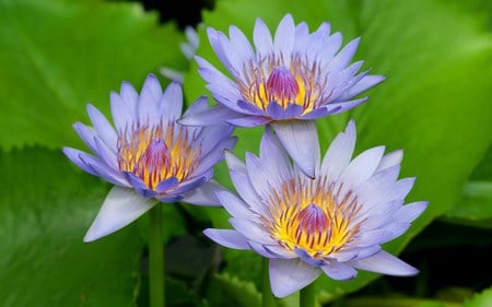 Blue flowers - flowers, nature, blue, leaves