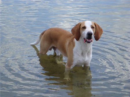 A DOG IS A MANS BEST FRIEND - cute, dog, adorable, friendly