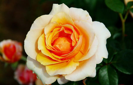 Rose - nature, orange, flowers, roses