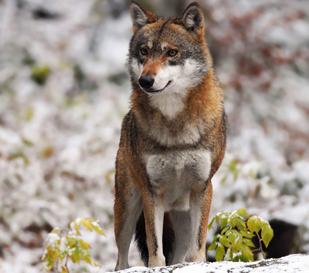 Wolf - wolves, brown, animals, nature