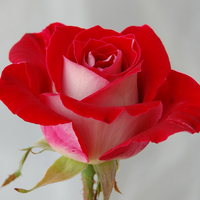 A Perfect Rose for Jennifer