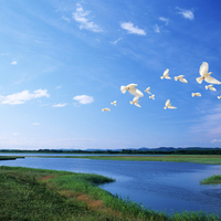 White pigeons - birds of the world over the river