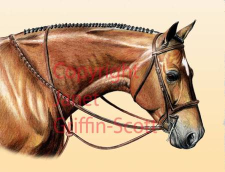 Horse Drawing - nature, horse drawings, horse paintings, animals, wildlife