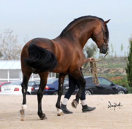 Bay Spanish Stallion - spanish, horses, bay, andalusian