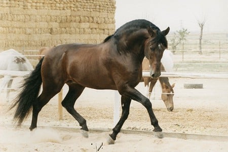 Bay Andalusian - spanish, horses, bay, andalusian