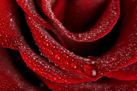 Rose - pretty, elegantly, romance, gentle, flowers, red, nice, dewy, beautiful, photography, drops, wet, lovely, cool, love, flower, petals, harmony, nature, rose