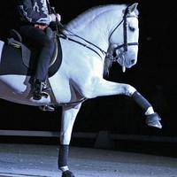 Lipizzan Performing The Spanish Walk