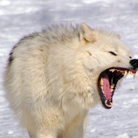 Arctic wolf