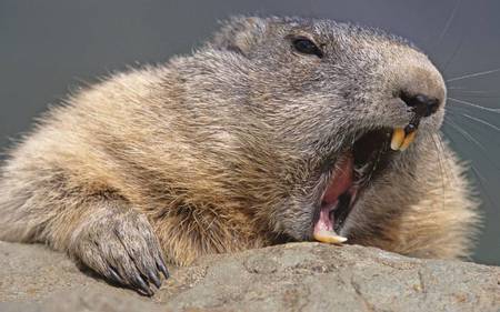 Nice beaver - beaver, nice, animal, wildlife