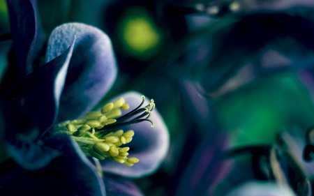 Spring Time - nature, blue flower, beautiful, blue, flowers, spring