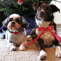 Christmas Dogs