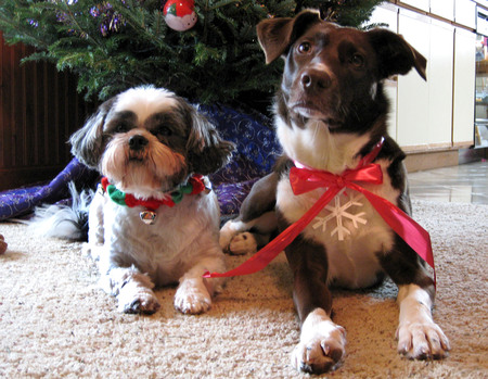 Christmas Dogs - nature, holidays, animals, cute dogs, christmas