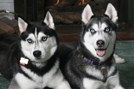 Beautiful Siberian Huskies