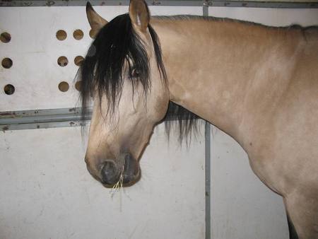 Buckskin Lustiano - buckskin horses, nature, palomino, arabians, animals