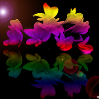 Rainbow Flowers for all my DN friends