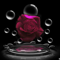 Love...as beautiful as a simple Rose for All of DN