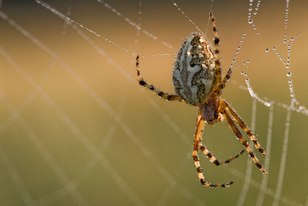 Spider in it's web - morning, light, spider, water, dew, web, white, brown, yellow, dawn, orange, green, drops