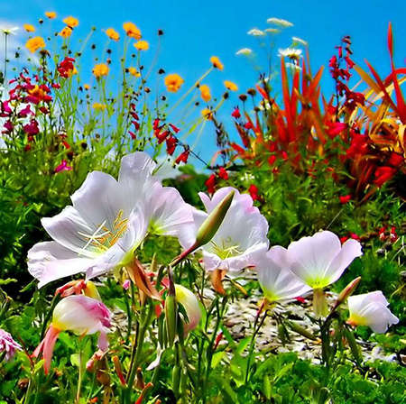 Small flowers laughing in the sun ! - yellow, blue, simple, beauty, colors, pleasure, joy, happy, flowers, laughing, white, red, green, garden, little, sun