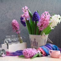 still life