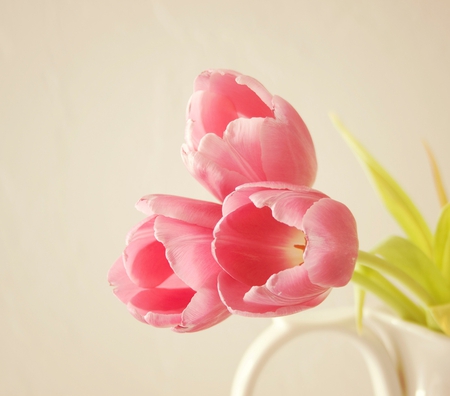 softly pink - tulips, still life, softly, pink