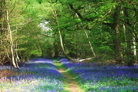 Enchanting Walk - spring, enchanting, walk, forest