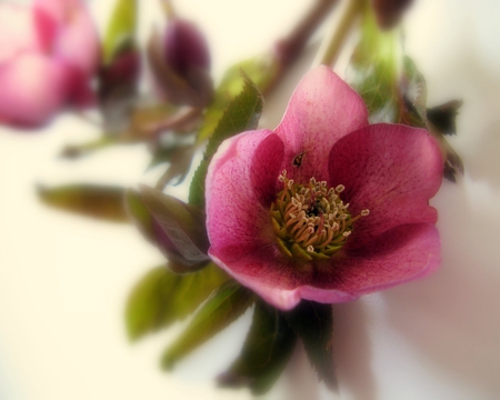 lovely blossom - blossom, still life, lovely, pink